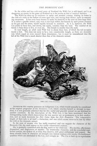 Original old antique print the - antique,
