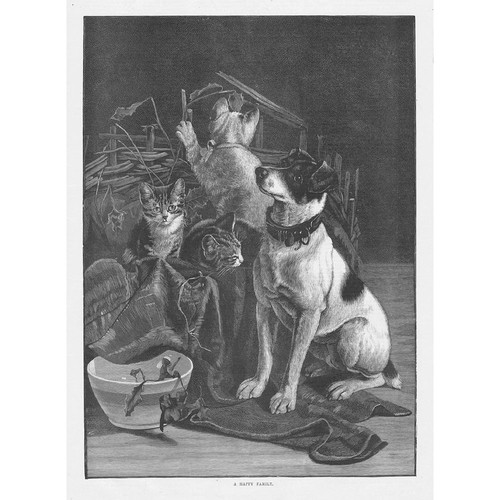 Cats dogs happy family - dogs,