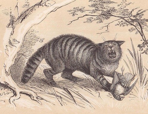 1851 wild cat print antique - wild,