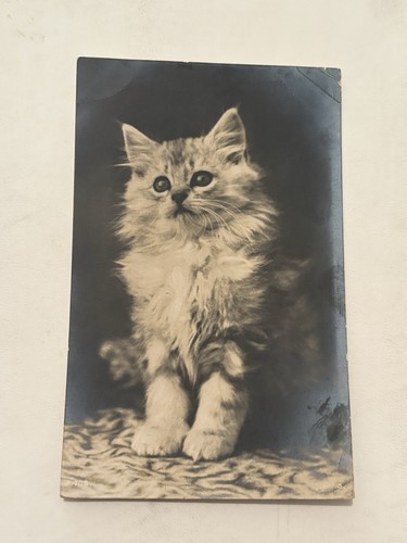 Antique cat postcard posted - cat,