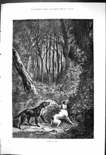 Antique print 1876 treeing - antique,