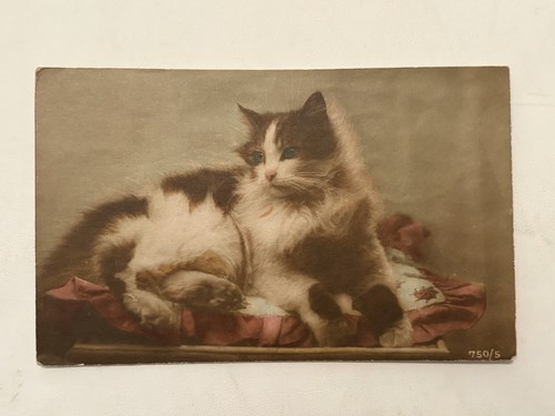 Antique cat postcard - antique,
