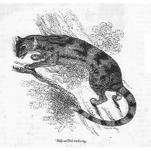 Delundung linsang cat - linsang,