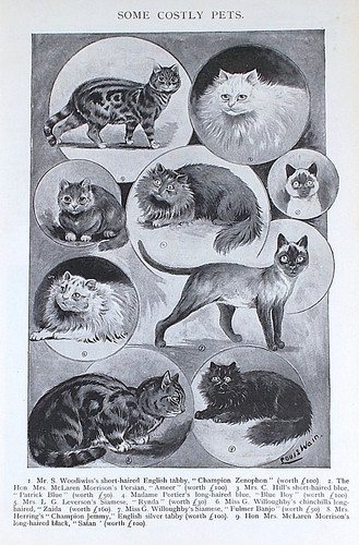 Old antique louis wain - antique, print
