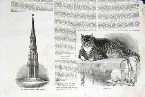 Original old antique print cat - old,