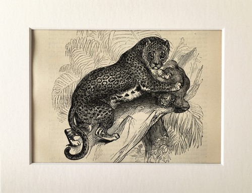 Jaguar big cat - print,