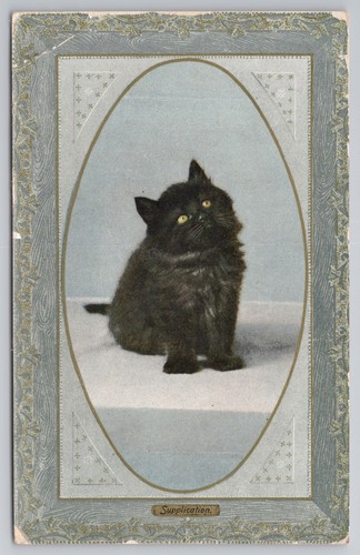 Black persian cat - black,