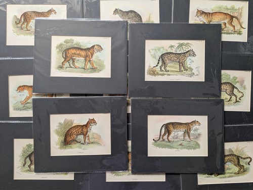 Antique 19th wild cats - wild,