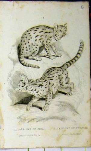 Old antique print 1825 - old,