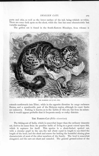 Old antique print natural - old,