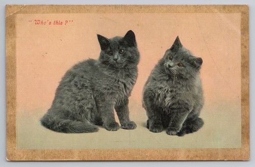 Postcard antique cat