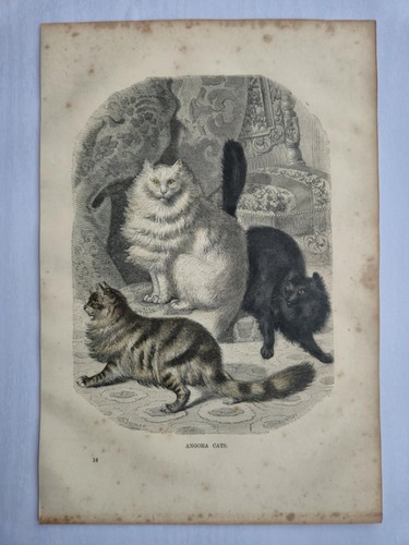 Antique colour print 1865 - antique,