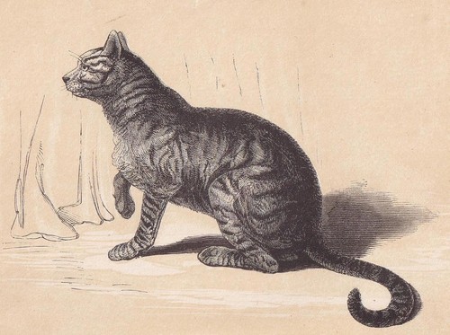1851 domestic cat - 1851,