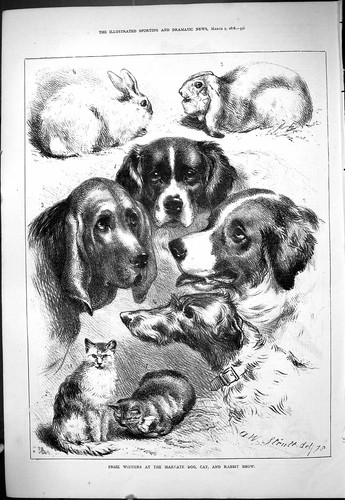 Old antique print 1878 prize - antique,