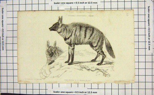Original old antique print - antique,