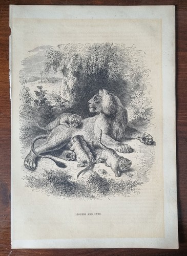 Antique natural history - antique,
