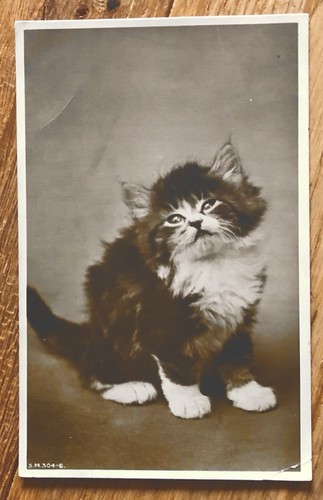 Long haired kitten real - real, photo