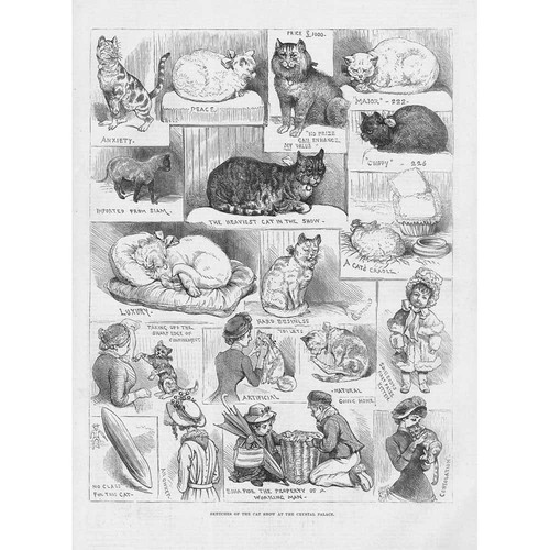 London scenes the cat show - london, at
