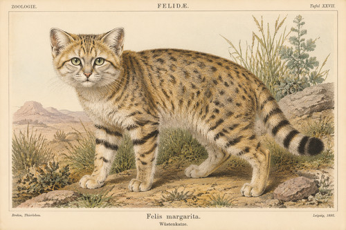 1895 desert cat felis - 80.,