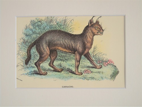 Caracal mounted antique - mounted,