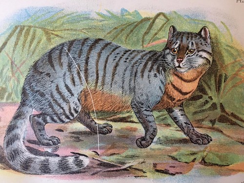1896 caffre wild - 1896,