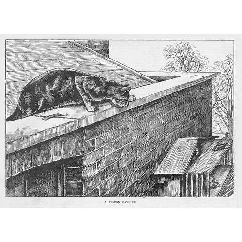Dadd pigeon fancier cats - dadd,