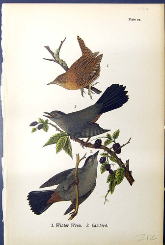 Winter wren cat bird birds - wren, cat-bird