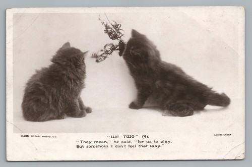Two playing kittens - "we,
