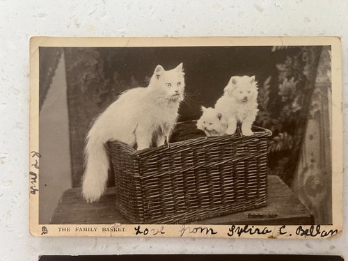 Antique vintage cat - antique,