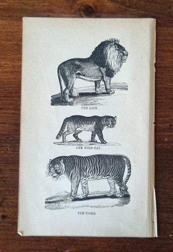 Antique animal print lion - animal,