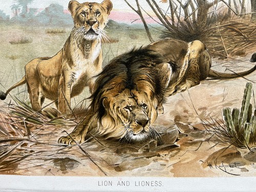 Antique chromolithograph - , of