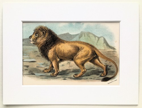 Lion mounted antique animal - -,