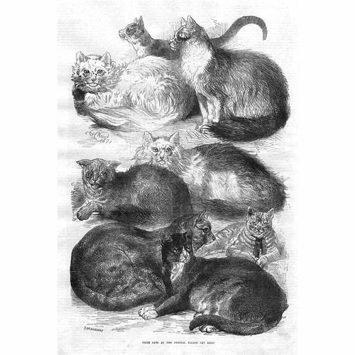 Prize cats the crystal - prize,
