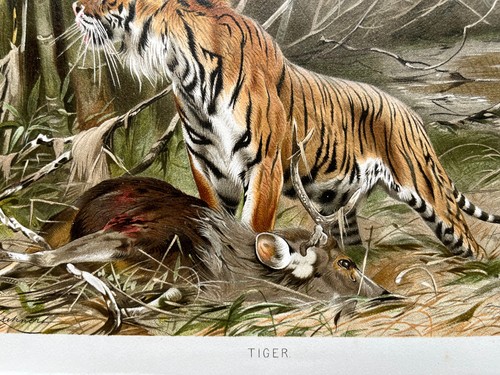 Antique chromolithograph - , of