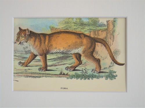 Puma mounted antique - mounted, animal