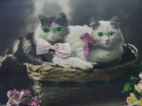 Antique cat postcard novelty - antique,