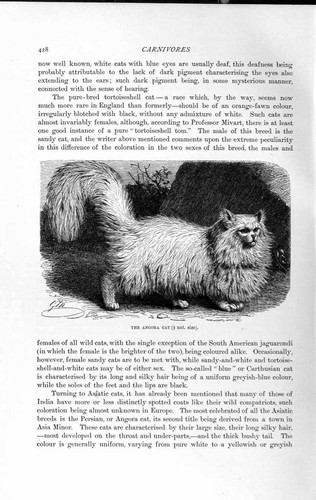 Old antique print - old,