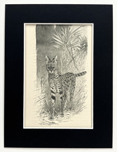 Serval cat mounted - cat,