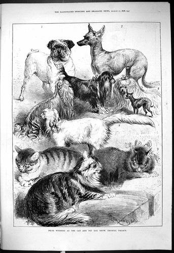 Antique old print 1878 - print, prize