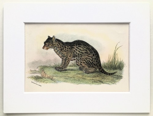 Fishing cat mounted antique - fishing,