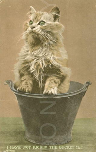 Cat bucket hand coloured scene - cat,