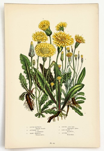 Hawkbit cats ear anne - hawkbit,,
