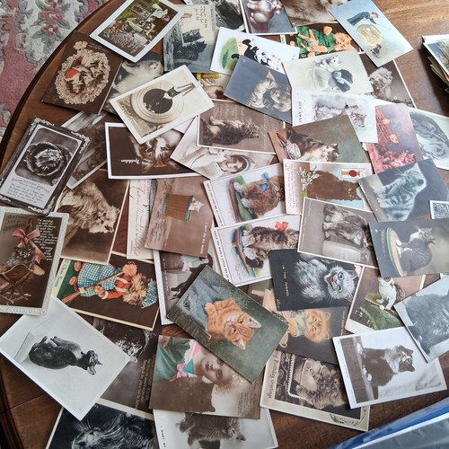 Antique postcards cat - x,