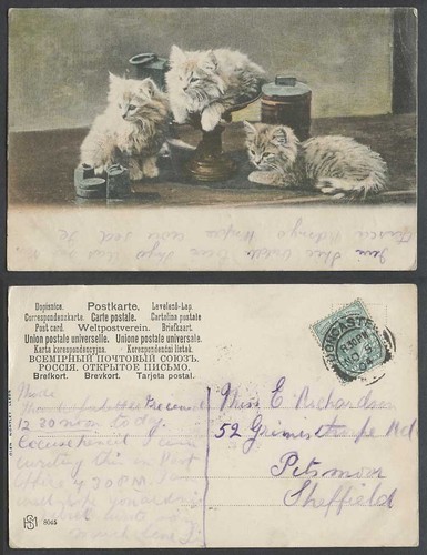 Cats kittens antique - kittens,