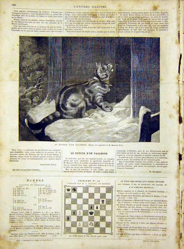 Cat animal weir - cat,