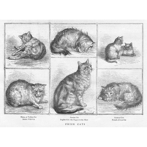 Prize cat breeds - prize,
