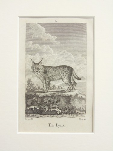 Lynx big cat buffon mounted - lynx,