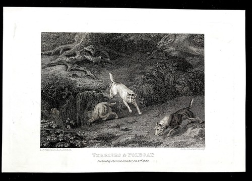Terrier and pole - pole, after