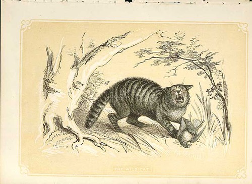 Original old antique print the - old,