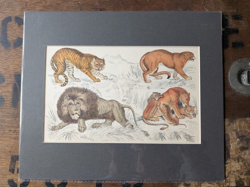 Antique hand coloured wild - hand,